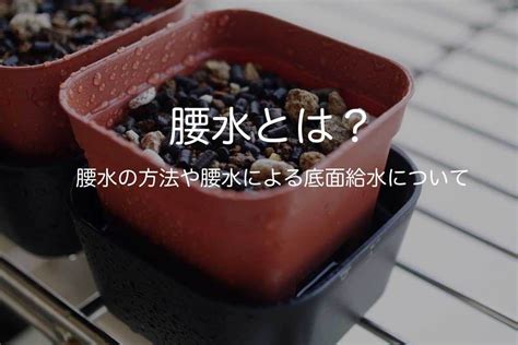 腰水|【失敗しない】多肉植物での腰水の方法について